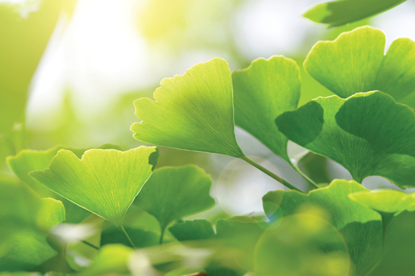 Zoom sur le ginkgo biloba