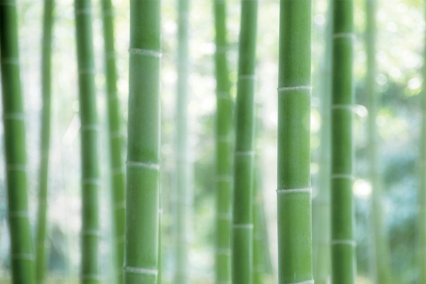 Zoom sur le bambou