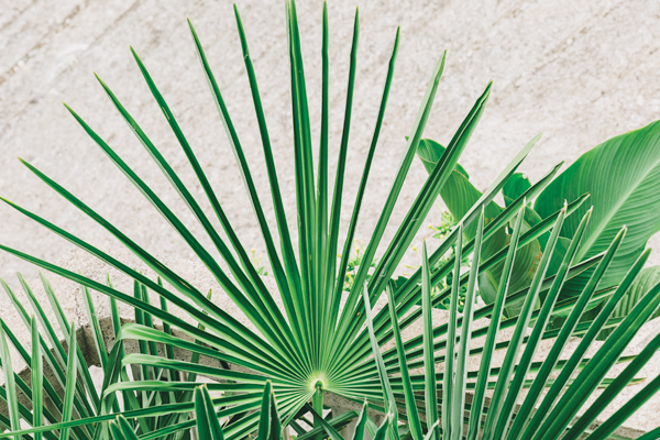 Zoom sur le saw palmetto