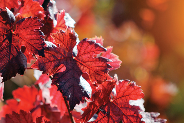 zoom sur la vigne rouge